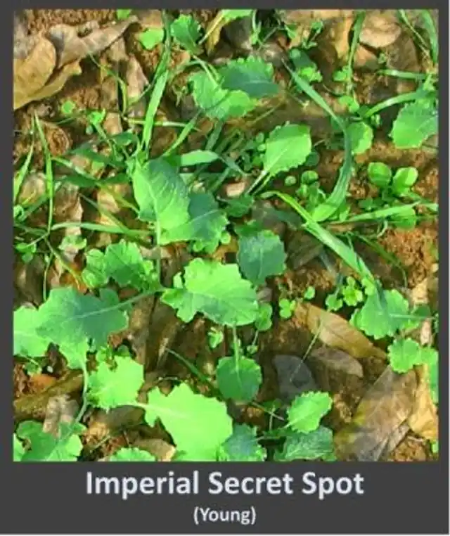 Whitetail Institute No Till Food Plot Seed Imperial Secret Spot