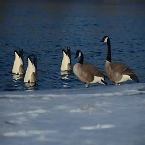Avery Pro-Grade Honker Butt-Up Feeders 2-Pack Goose Decoys