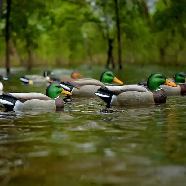 Avery Life-Size Mallards Duck Decoys 6-Pack