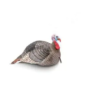 Strut-Lite Jake Turkey Decoy 100003