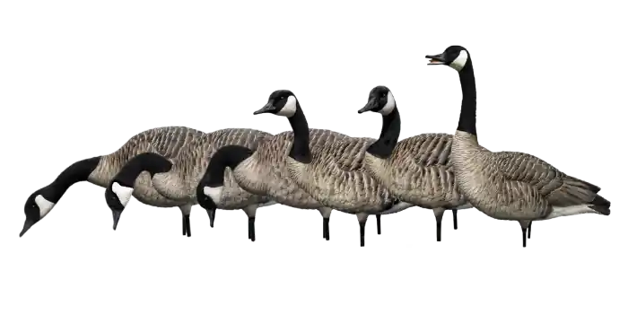 Avian-X AXP Honkers Fusion Pack Canada Goose Decoys 6 Pack