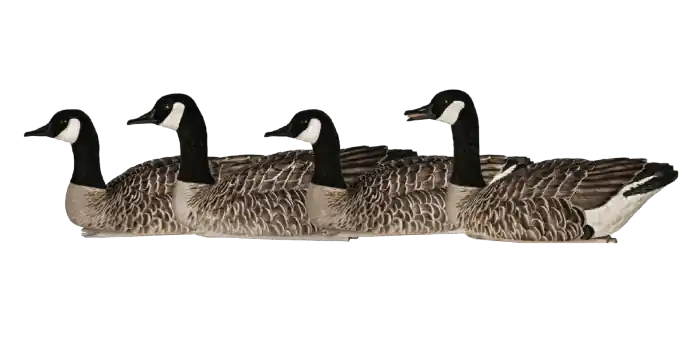 Avian-X Topflight Honkers 4 Pack Floating Canada Goose Decoys AVX9040