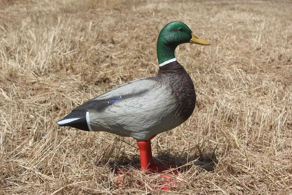 Big Foot Mallard Duck Full Body Field Decoy 211996 (SINGLE DECOY)