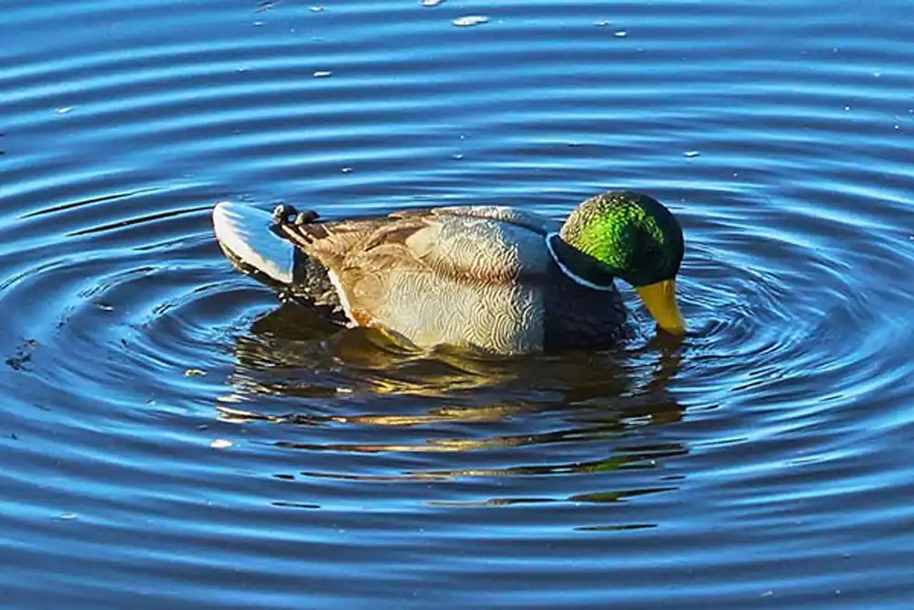 MOJO Rippler Motion Mallard Duck Decoy HW2443