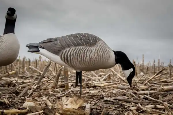 Greenhead Gear Canada Harvester 6 Pack Goose Decoys 71597