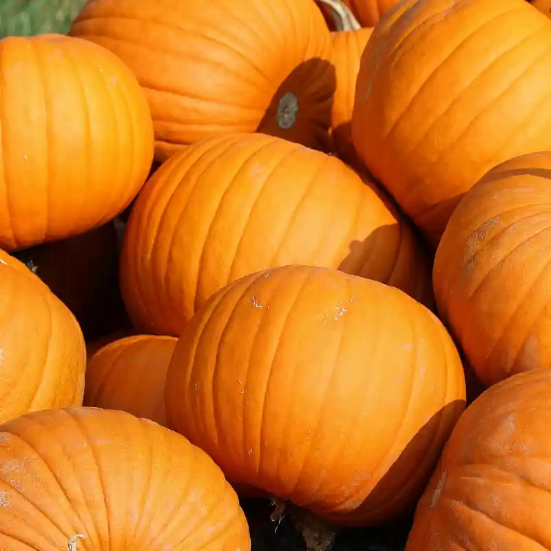 Pumpkin - Jack-O-Lantern Sized (15-20 lbs)