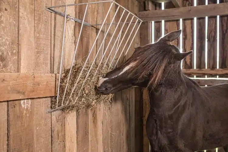 Tarter Wall Mount Hay and Grain Feeder GFP