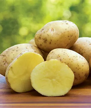 Yukon Gold Seed Potatoes, 5 lbs. bag