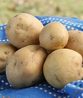 Kennebec Seed Potatoes, 5 lbs. bag