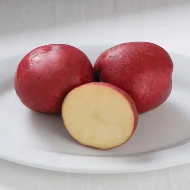 Red Norland Seed Potatoes, 5 lbs. bag