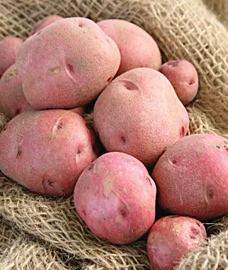 Red Pontiac Seed Potatoes, 5 lbs. bag