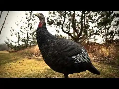 Avian - X LCD Laydown Hen AVX-AVX8011 Turkey Decoy