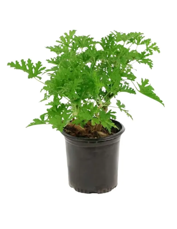 Frericks Gardens INC 6 in. Pot Citronella Plant