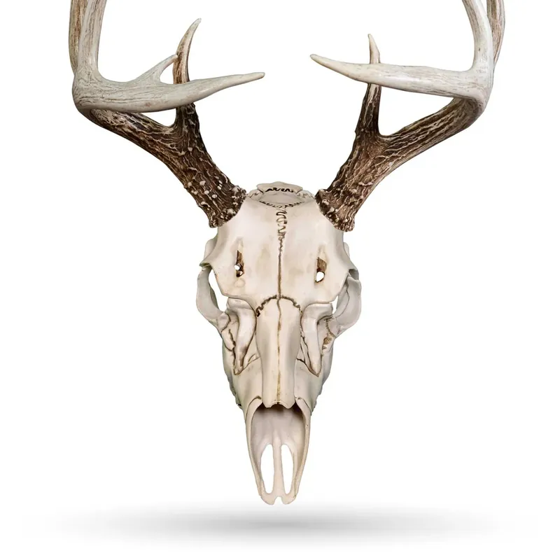 Illusion Systems Skull Master - Natural Causes Deer Mounting Kit