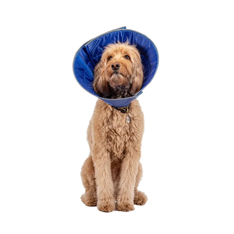 Calm Paws Recovery Caring Collar for Dogs