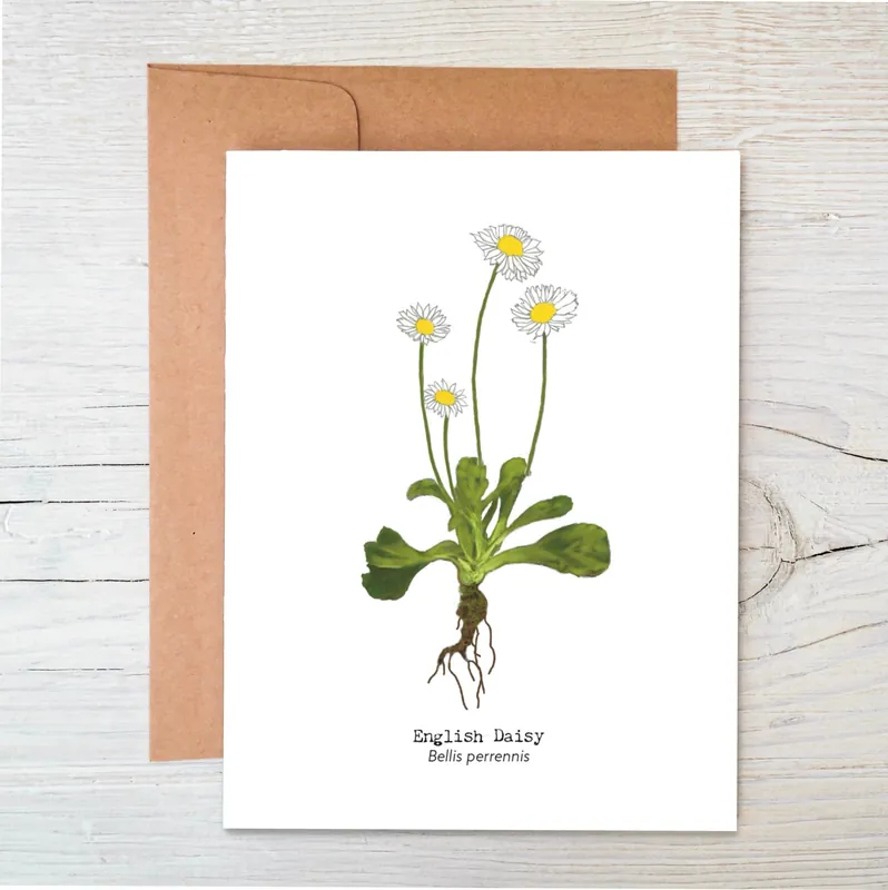 Plantable Wildflower Card Eco Friendly English Daisy