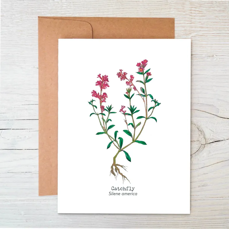 Plantable Wildflower Card Eco Friendly Card Catchfly