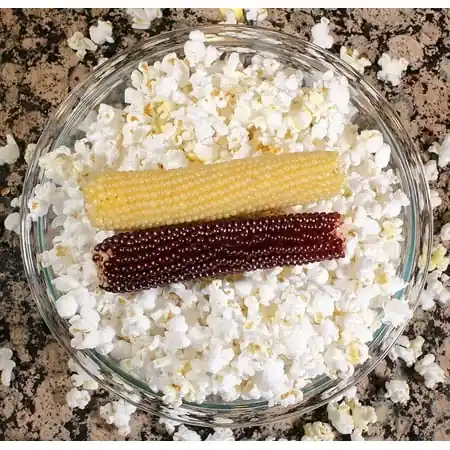 White Microwave Cobs