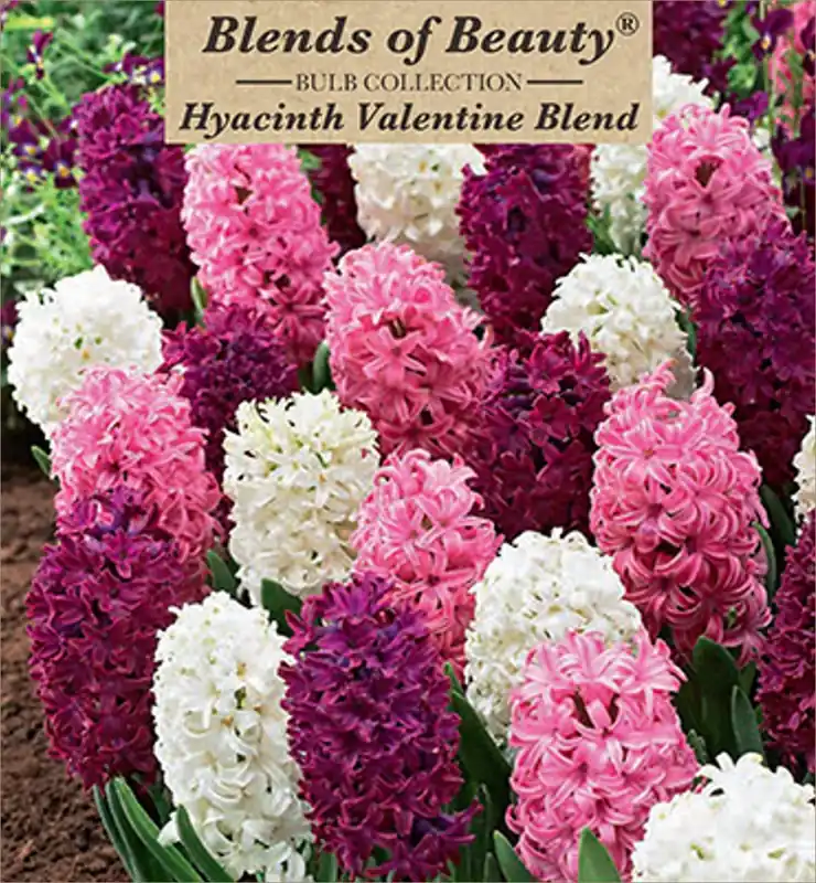 Mpany Hyacinth Valentine Blend