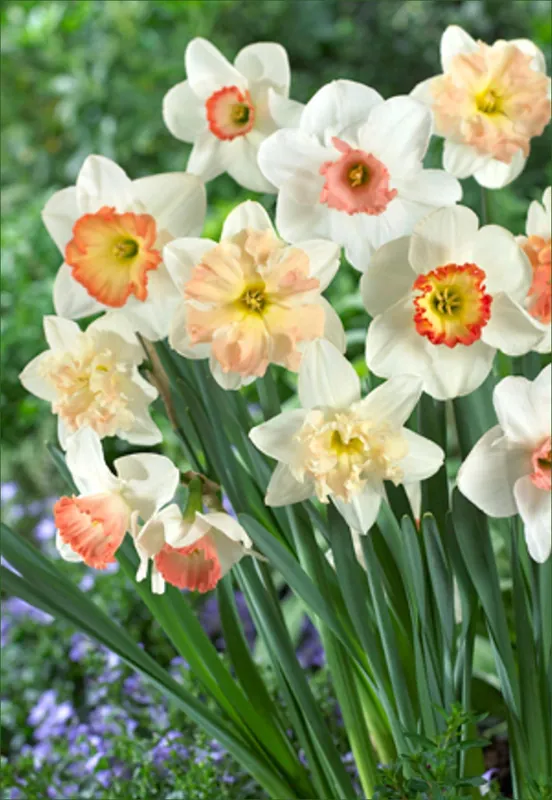 Pink Blend Bulbs - 15 Count For Vibrant Spring Blooms