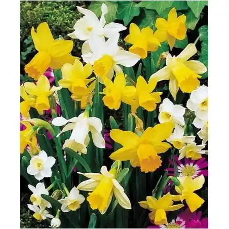 Rockgarden Blend Bulbs - 15 Pack For Vibrant Spring Blooms