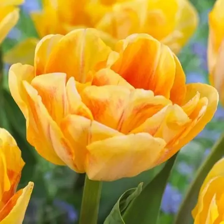 Foxy Foxtrot Double Early Tulip Bulbs - 10 Bulbs - 12/+ Cm Size