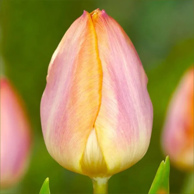 Tulip Salmon Prince