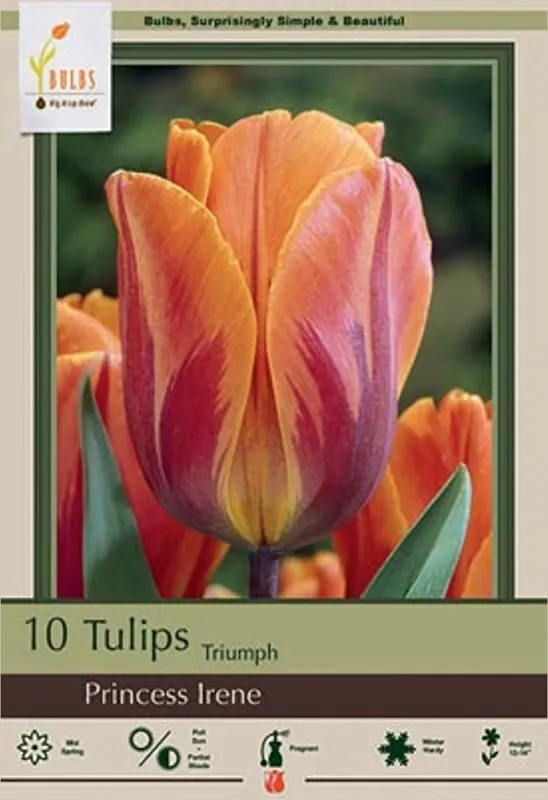 Princess Irene Flower Bulbs - 7 Pack Of Vibrant Blooms