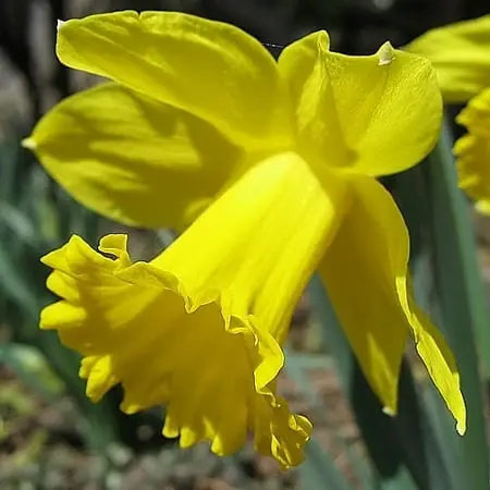 Daffodil Bulbs - 20 Count, Deer & Rodent Resistant, 14/16 Cm Size
