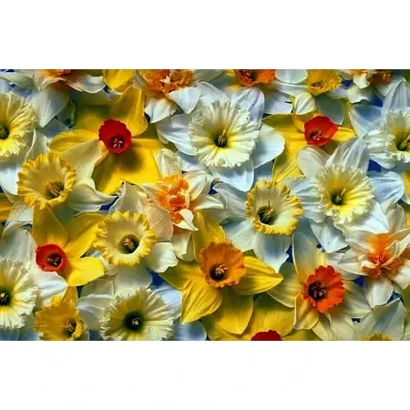 Large Cupped Daffodil/narcissus Mix - 20 Deer Resistant Bulbs, 14/16 Cm Size