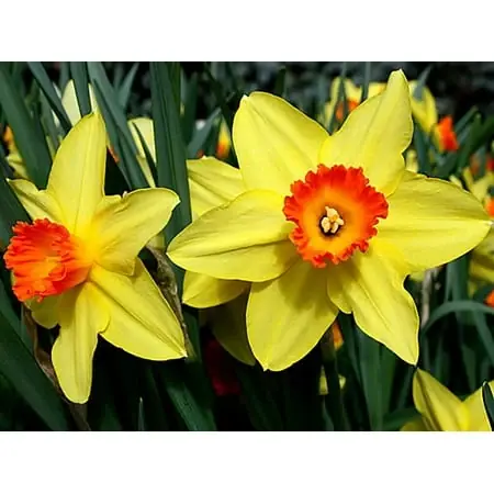 Daffodil Bulbs - 20 Bulbs, Deer & Rodent Resistant, 14/16 Cm Size