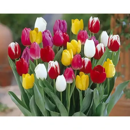 Tulip Bulbs - 20 Count - 12/+ Cm Size - Vibrant Colors