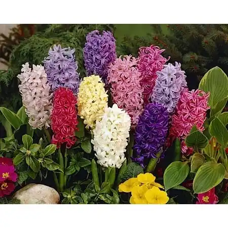 Hyacinth Mix - 12 Bulbs - Vibrant Colors - 15/16 Cm Size