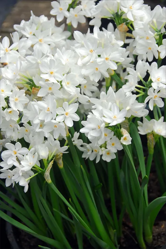 Paperwhite Ziva Bulbs - 4 Pack For Indoor And Outdoor Planting