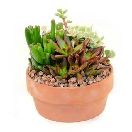 Small Patio Planter For Outdoor Gardening - Durable And Stylish Design