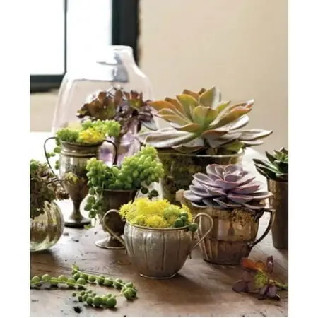 Combo Succulent Garden - Assorted Varieties In Decorative Planters
