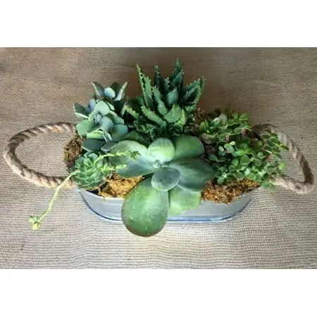Succulent Combo Dish Garden 6-inch Assorted Succulents In Decorative Container