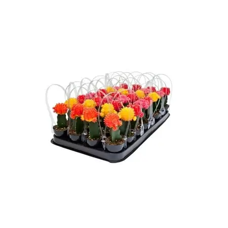Grafted Cactus - Unique Succulent Plant For Indoor And Outdoor Decor