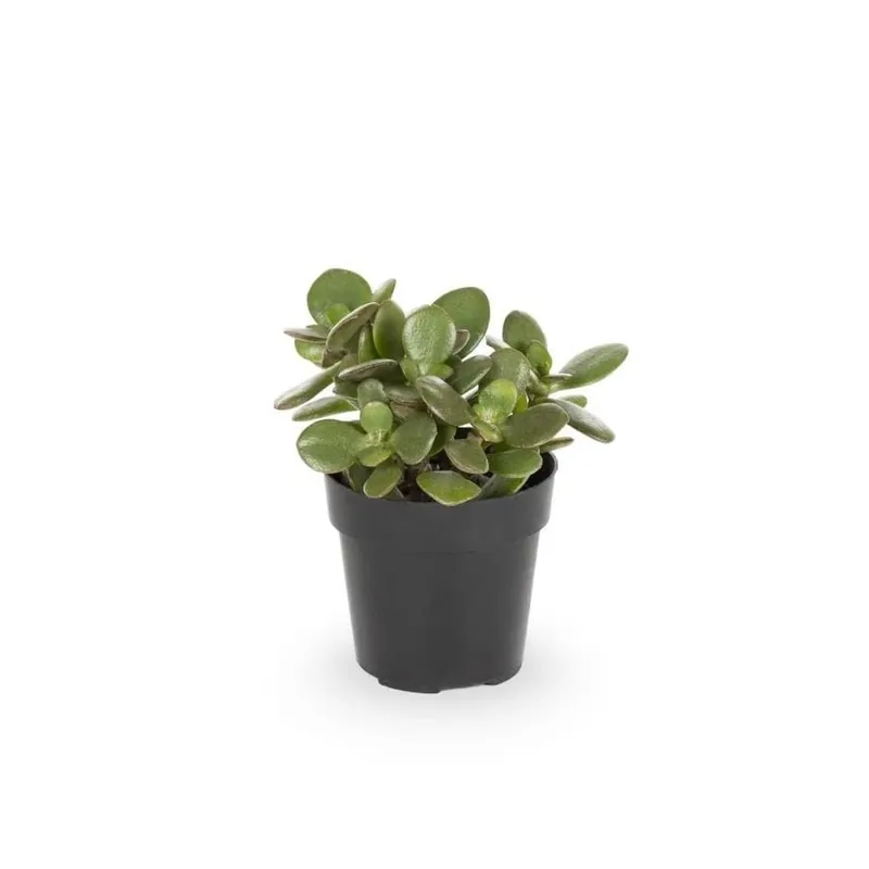 4-ounce Mixed Cacti And Succulents - Perfect For Home And Office Decor