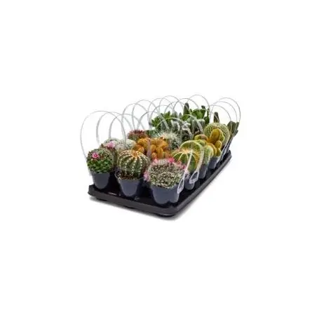 Assorted 9 Centimeter Cacti - Perfect For Home And Garden Decor