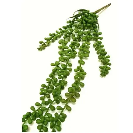 6 Inch Value Succulent Hanging Basket With Durable Design And Versatile Use