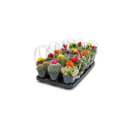 9cm Cactus Strawflower Potted Plant - Perfect For Home Decor