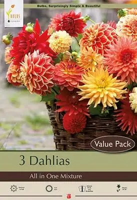 Dahlia ‘all In One Mixture‘ Bulbs - Summer Blooming, 20-36 Inches Tall