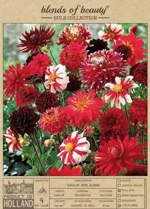 Decorative Dahlias - Red Blend, 20-36 Inches Tall, Summer Blooms