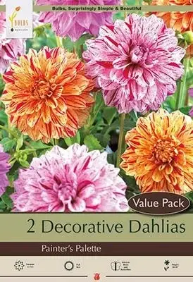 Decorative Dahlias - Painter‘s Palette, 36-40 Inches Tall