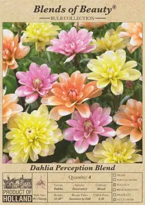 Decorative Dahlias - Perception Blend, 32-40 Inches Tall