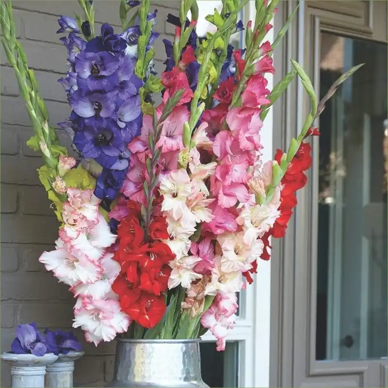 Gladiolus 4th Of July Flower Bulbs - 30 Pack