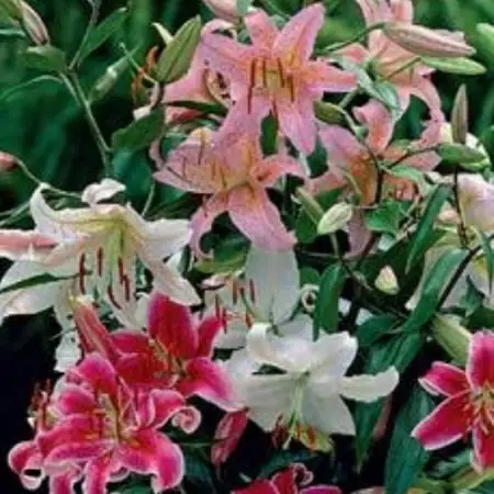 Lilies In Morocco Mix - 6 Premium Bulbs For Vibrant Gardens
