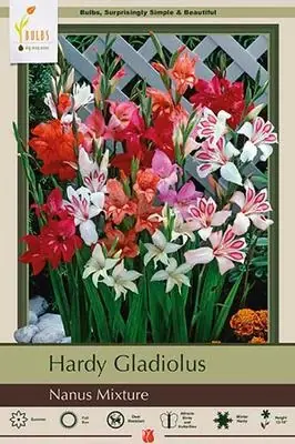 Hardy Gladiolus Nanus Mixture Bulbs - 12-18 Inches Tall, Summer Blooming