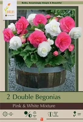 Double Begonias - Pink & White Mixture, 10-12 Inches Tall